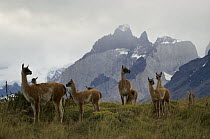Guanaco (Lama guanicoe) group in front of the Cuerno Peaks, Torres del Paine National Park, Patagonia, Chile