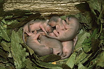 Fat Dormouse (Glis glis) newborns sleeping in nest, Germany
