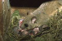 Fat Dormouse (Glis glis) mother cleaning babies, Germany