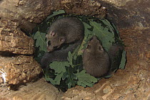 Fat Dormouse (Glis glis) young in leaf-lined nest, Germany
