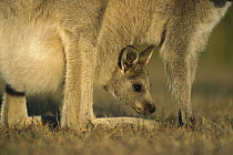 Eastern Grey Kangaroo (Macropus giganteus) joey in mother's pouch, Wilson's Promontory National Park, Australia