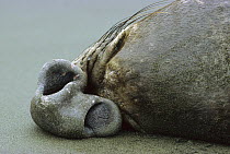 Northern Elephant Seal (Mirounga augustirostris) nose of a sleeping male showing nostrils, Ano Nuevo State Reserve, California