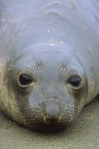 Northern Elephant Seal (Mirounga augustirostris) close up portrait of pup, Ano Nuevo State Reserve, California