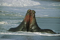 Northern Elephant Seal (Mirounga angustirostris) two fighting bulls, Ano Nuevo State Reserve, California