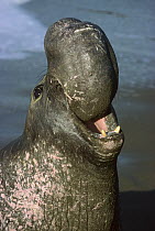 Northern Elephant Seal (Mirounga angustirostris) older bull calling, Ano Nuevo State Reserve, California