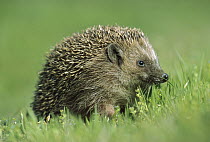 Brown-breasted Hedgehog (Erinaceus europaeus) portrait on lawn, Germany