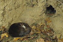 European River Otter (Lutra lutra) female sleeping in den, Europe