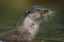European River Otter (Lutra lutra) close up portrait showing whiskers, Europe