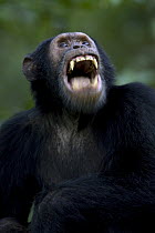 Chimpanzee (Pan troglodytes) alpha male 'Kris' yawning, endangered, Gombe Stream National Park, Tanzania