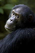 Chimpanzee (Pan troglodytes) alpha male 'Kris' portrait, endangered, Gombe Stream National Park, Tanzania