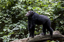 Chimpanzee (Pan troglodytes) alpha male 'Kris' knucklewalking across log, endangered, Gombe Stream National Park, Tanzania