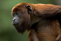 Red Howler Monkey (Alouatta seniculus) juvenile portrait, Amazon ecosystem, Peru
