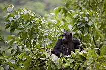 Chimpanzee (Pan troglodytes) mother with two babies sleeping in a day nest, endangered, Gombe Stream National Park, Tanzania