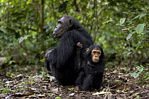 Chimpanzee (Pan troglodytes) mother with baby, endangered, Gombe Stream National Park, Tanzania