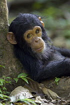 Chimpanzee (Pan troglodytes) baby leaning against a tree, endangered, Gombe Stream National Park, Tanzania