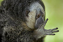 Equatorial Saki (Pithecia aequatorialis) sucking its thumb, Amazon ecosystem, Peru