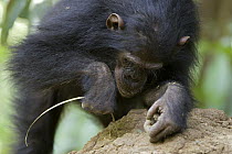 Chimpanzee (Pan troglodytes) juvenile fishing for termites, endangered, Gombe Stream National Park, Tanzania