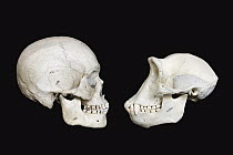 Chimpanzee (Pan troglodytes) skull on the right and from a Human (Homo sapien) left