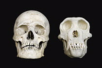 Chimpanzee (Pan troglodytes) skull on the right and from a Human (Homo sapien) left