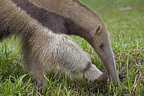 Giant Anteater (Myrmecophaga tridactyla) searching for insects in grass, Amazon ecosystem, Peru