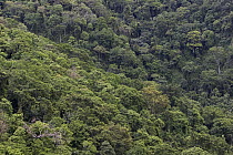 Aerial view of tropical forest, Gombe Stream National Park, Kakombe Valley, Tanzania