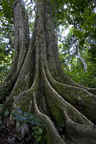 Buttressed root on rainforest tree, Gombe Stream National Park, Kakombe Valley, Tanzania