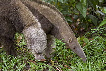 Giant Anteater (Myrmecophaga tridactyla) foraging for insects, Amazon ecosystem, Peru