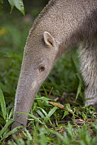 Giant Anteater (Myrmecophaga tridactyla) foraging for insects, Amazon ecosystem, Peru