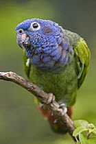Blue-headed Parrot (Pionus menstruus) portrait, Amazon ecosystem, Peru