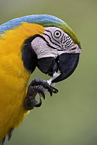 Blue and Yellow Macaw (Ara ararauna) eating fruit, Amazon ecosystem, Peru