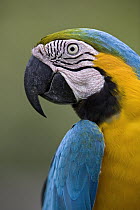 Blue and Yellow Macaw (Ara ararauna) portrait, Amazon ecosystem, Peru