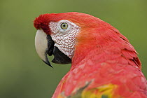 Scarlet Macaw (Ara macao) close up, portrait, Amazon ecosystem, Peru