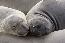 Northern Elephant Seal (Mirounga angustirostris) pair of females sleeping, California