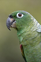 Mealy Parrot (Amazona farinosa) close up portrait, Amazon ecosystem, Peru