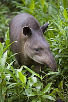 Brazilian Tapir (Tapirus terrestris) portrait amid foliage, Amazon ecosystem, vulnerable, Peru