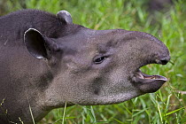Brazilian Tapir (Tapirus terrestris) individual calling, Amazon ecosystem, vulnerable, Peru