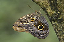 Owl Butterfly (Caligo memnon) perched upside down on tree, Costa Rica