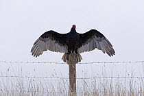 Turkey Vulture (Cathartes aura) sunning on fence post San Simeon, California