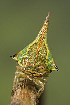 Treehopper (Membracidae) close up portrait, Santa Rosa National Park, Guanacaste, Costa Rica