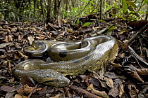 Green Anaconda (Eunectes murinus) in rainforest leaf litter, Amazon ecosystem, Peru