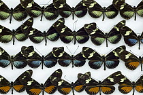 Heliconia Butterfly (Heliconius antiochus) specimens in Inbio collection showing color variation within the species, Costa Rica