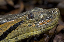 Green Anaconda (Eunectes murinus) close up, portrait of head, Amazon ecosystem, Peru