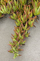 Ice Plant (Carpobrotus edulis) or Hottentot Fig growing in sandy soil native to South Africa and introduced worldwide, San Simeon, California