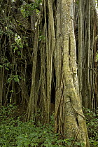 Fig (Ficus sp) showing aerial tree roots in the rainforest, Costa Rica