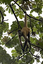 Black-handed Spider Monkey (Ateles geoffroyi) hanging by its prehensil tail in forest canopy, Santa Rosa National Park, Costa Rica