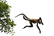 Black-handed Spider Monkey (Ateles geoffroyi) jumping from tree to tree, Santa Rosa National Park, Costa Rica