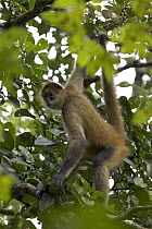 Black-handed Spider Monkey (Ateles geoffroyi) hanging by its prehensile tail in forest canopy, Santa Rosa National Park, Costa Rica