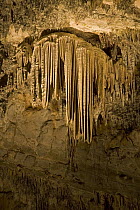 Stalactites in cave, Cacahuamilpa Caverns, Grutas de Cacahuamilpa National Park, Guerrero, Mexico