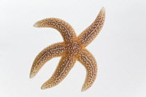 European Starfish (Asterias rubens) diameter approximately eleven centimeters, North Sea, Helgoland, Germany