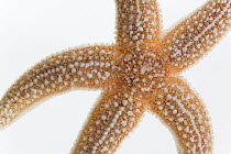 European Starfish (Asterias rubens) detail diameter approximately eleven centimeters, North Sea, Helgoland, Germany